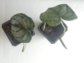 Philodendron Brandtianium - srdíčkové listy