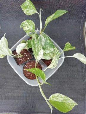 Epipremnum aureum Marble Queen