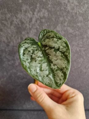Philodendron brandtianum