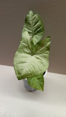 Syngonium Confetti