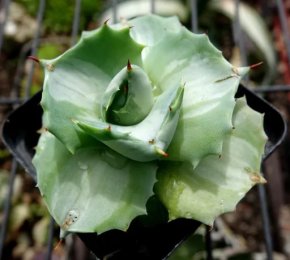 Sukulent, Agave Isthmensis Ohi Raijin Shiro Nakafu