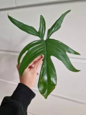 Philodendron Pedatum