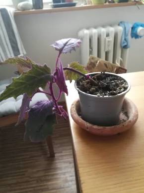 Gynura aurantica 'Purple Passion'