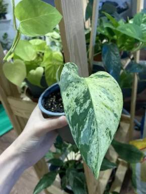 Epipremnum Snow Queen/Marble Queen
