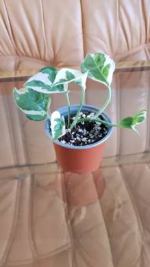 Epipremnum N'Joy