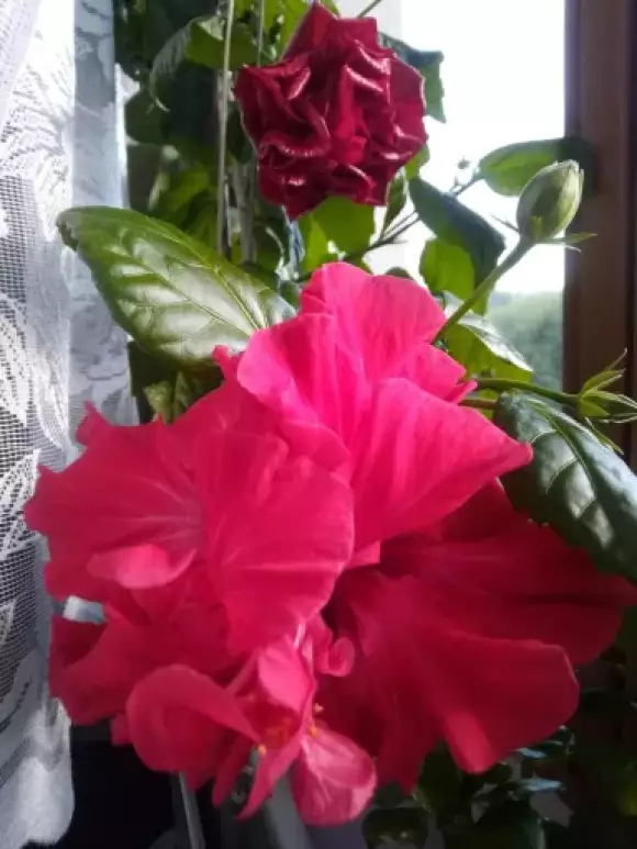 FB_IMG_1681418665598.webp