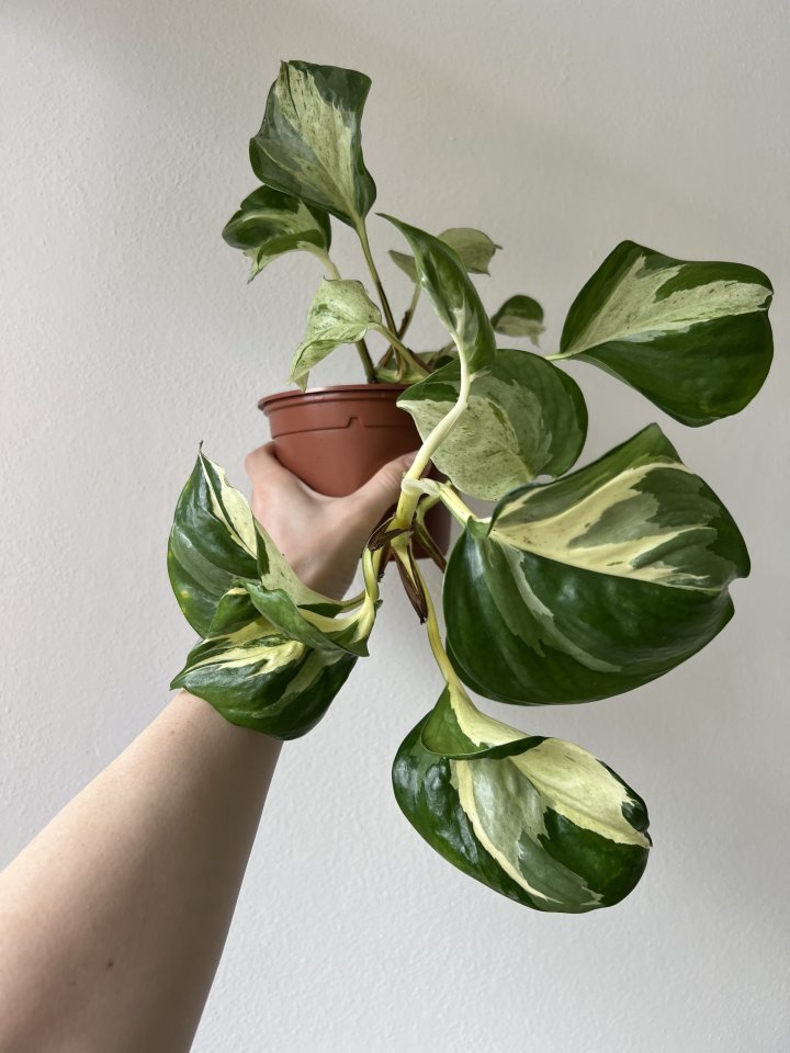 Epipremnum aureum « Manjula » main image 1