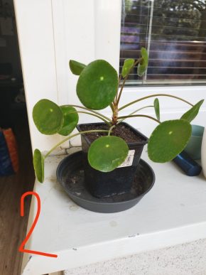 Pilea