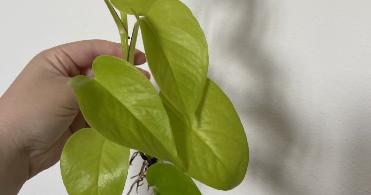 Epipremnum neon A | Aukce rostlin