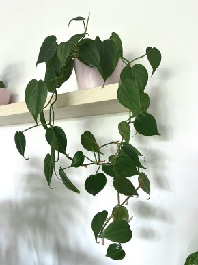 Philodendron Hederaceum/Scandens - čerstvý vrcholový řízek