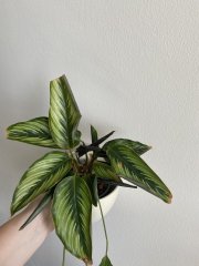 IMG_1994.jpeg