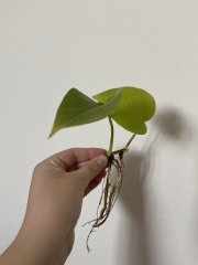 IMG_1942.jpeg