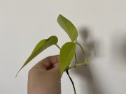 IMG_1952.jpeg