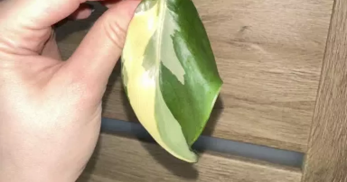 Philodendron Rio Rotten Philodendron Rio | Aukce rostlin