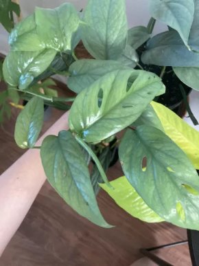 Epipremnum Cebu Blue - čerstvý řízek
