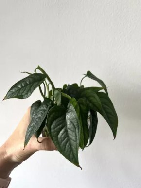 Monstera Siltepecana - čerstvý stonkový řízek