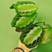 IMG_20230621_155514_660.jpg