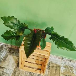 Philodendron Caramel