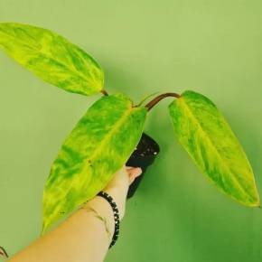 Philodendron Painted Lady