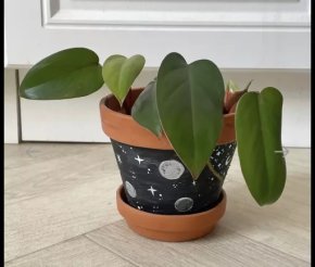 Philodendron Red Emerald