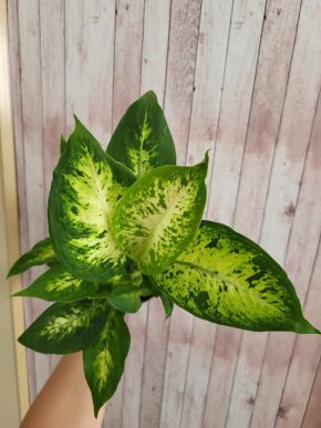 Dieffenbachia compacta