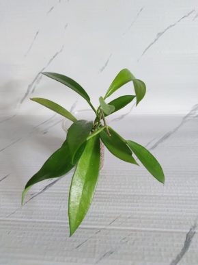 Hoya pubicorolla ssp anthracina