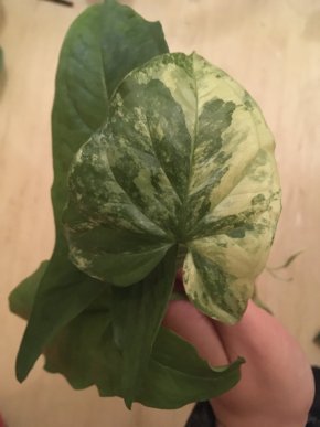 Duo syngónií - Albo a (revert) Mojito
