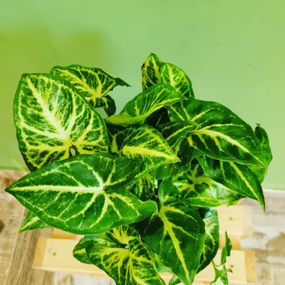 IMG_20221029_193107_794.webp