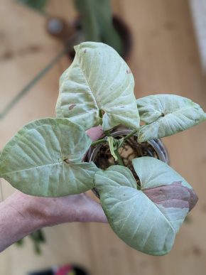 Syngonium milk confetti