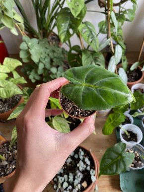 Baby Alocasia Frydek #1