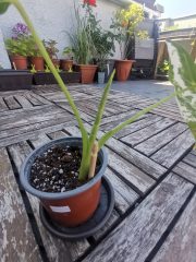 IMG_20230708_144230.jpg