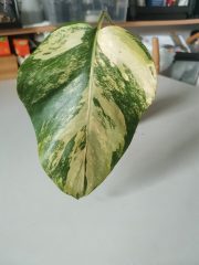 IMG_20230701_165148.jpg