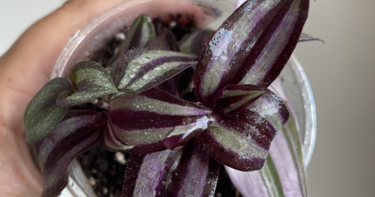 Tradescantia mix Aukce rostlin