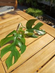 IMG_20230709_102813.jpg