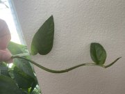 IMG_2459.jpeg
