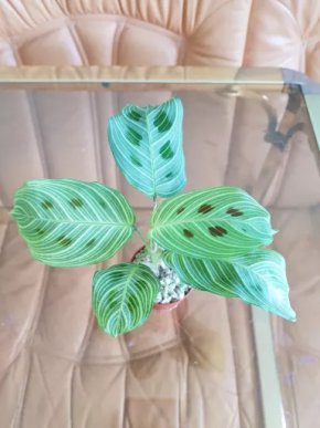 Maranta light veins