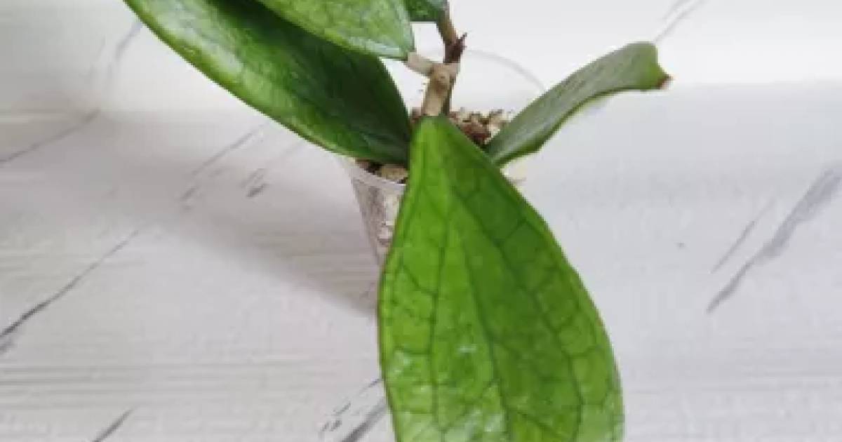 Hoya Germany | Aukce rostlin