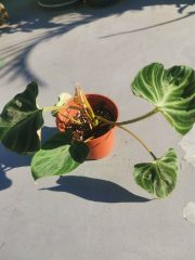 IMG_20230715_082002.jpg