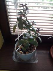 IMG_20230629_150325_323.jpg