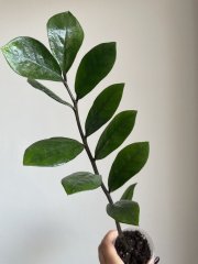 IMG_4650.jpeg