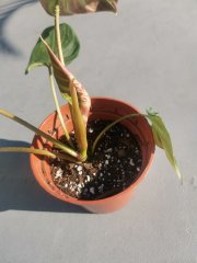 IMG_20230715_081953.jpg