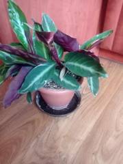 IMG_20230713_082310.jpg