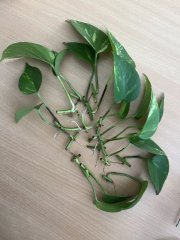 IMG_3782.jpeg