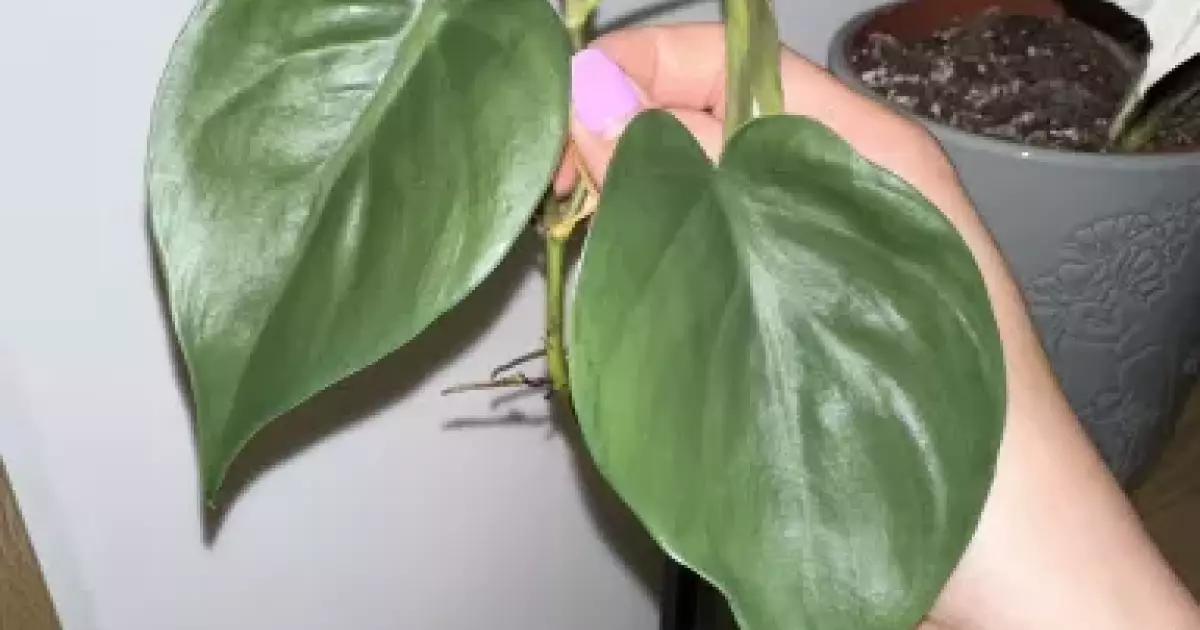 Philodendron Rio Rotten Philodendron Rio reverted | Aukce rostlin