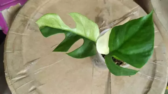 received_254853650592400.webp