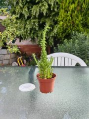 IMG_20230706_165213.jpg
