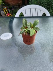 IMG_20230706_165353.jpg