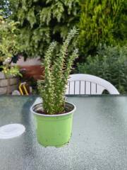 IMG_20230706_165134.jpg