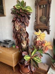 IMG_2639.jpeg