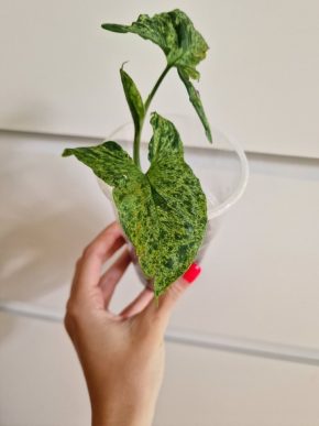 Syngonium Mojito vrchol